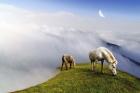 Mountain Horses