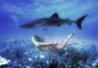 Swim with Tiger Shark