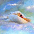 Beautiful Swan 2A
