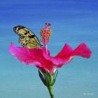 Butterfly And Flower 3X