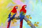 Parrots 87A