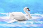 Swan 8A