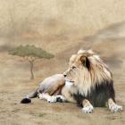 The King 1A