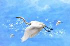 White Birds And Blue Sky