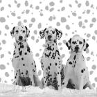 Dalmatian