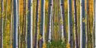 Birch Forest