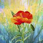 Poppy Flower