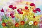 Poppies