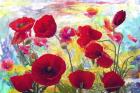 Red Poppies