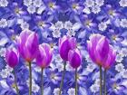 Purple Tulips