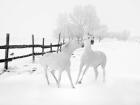 Winter Horses