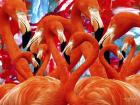 Red Flamingo Family