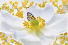 Nature S1