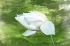 White Lotus