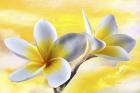 Plumeria