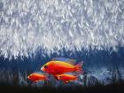 Red Fish 3