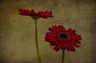Daddy's Flower II