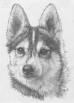 Alaskan Klee Kai