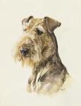 Airedale