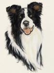 Border Collie