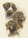 German Pointers