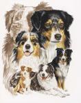 Australian Shepherds