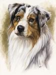 Australian Shepherd