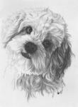 Cavachon