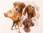Vizsla