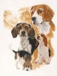 Beagle and Ghost Image