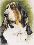 Basset Hound