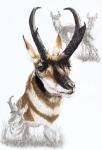 Pronghorn