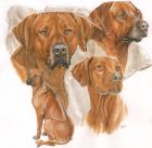 Rhodisian Ridgeback