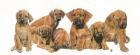 Rhodisian Ridgeback Puppies