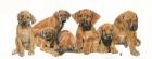 Rhodisian Ridgeback Puppies