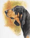 Black and Tan CoonHound