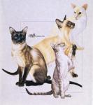 Siamese