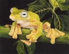 Musky Flying Frog