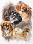 Tibetan Spaniel