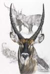 Waterbuck