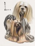 Lhasa Apso