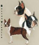 Boston Terrier