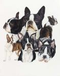 Boston Terrier