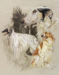 Borzoi