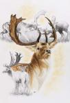 Fallow Deer