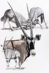 Gemsbok