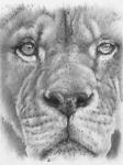 Up Close Lion