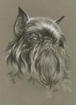 Brussels Griffon