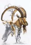 Ibex