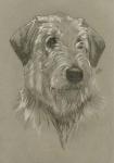 Irish Wolfhound